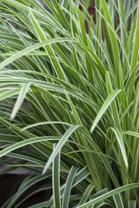 Carex morrowii 'Variegata'