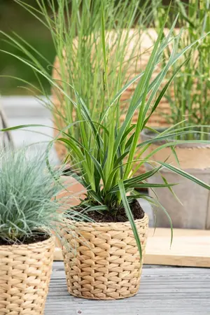 Carex morrowii 'Variegata' - 2.5 Ltr pot - image 3