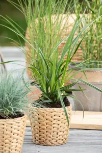 Carex morrowii 'Variegata' - 2.5 Ltr pot - image 3