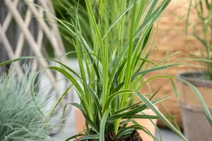Carex morrowii 'Variegata' - 2.5 Ltr pot - image 2