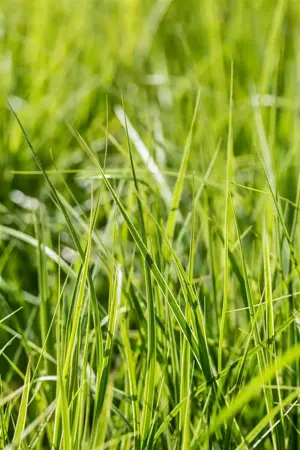 Carex musk. 'Silberstreif' - P9 - image 2