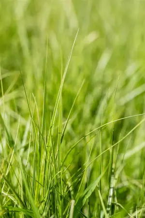 Carex musk. 'Silberstreif' - P9 - image 4