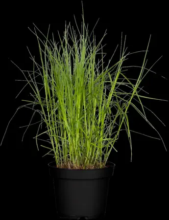 Carex muskingumensis - 2 Ltr pot - image 1