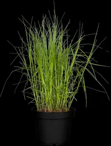 Carex muskingumensis