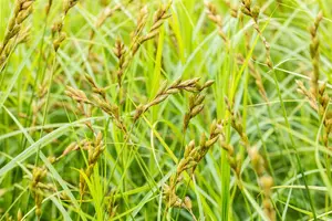 Carex muskingumensis - 17 cm aquatic basket - image 3