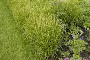 Carex muskingumensis - 2 Ltr pot - image 2