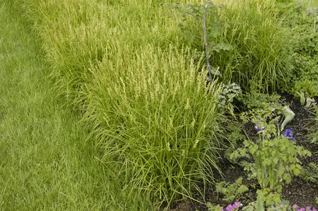 Carex muskingumensis - 17 cm aquatic basket - image 2