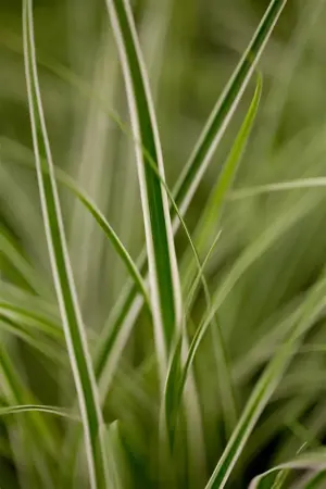 Carex osh. 'Everest' - 2 Ltr pot - image 1