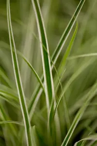 Carex osh. 'Everest'