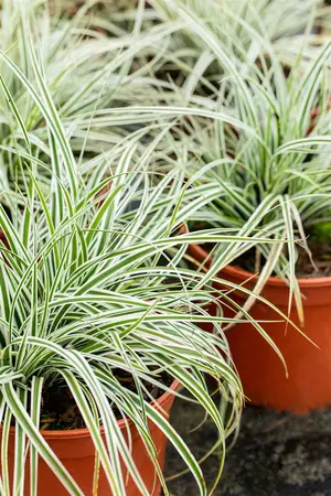 Carex osh. 'Everest' - 1.5 Ltr pot - image 3