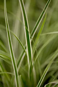 Carex osh. 'Everest' - P9 - image 5