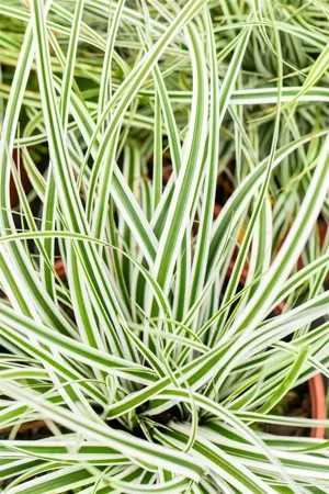 Carex osh. 'Everest' - 2 Ltr pot - image 5