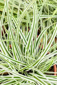 Carex osh. 'Everest' - 2 Ltr pot - image 5