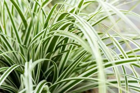 Carex osh. 'Everest' - 2 Ltr pot - image 2