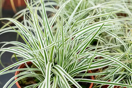 Carex osh. 'Everest' - 2 Ltr pot - image 4