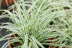 Carex osh. 'Everest' - 2 Ltr pot - image 4