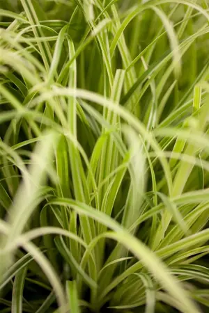 Carex osh. 'Evergold' - 2 Ltr pot - image 1