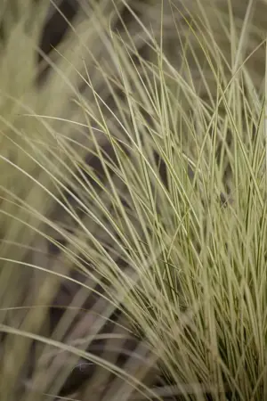 Carex osh. 'Evergold' - 2 Ltr pot - image 2