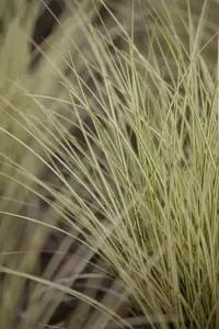 Carex osh. 'Evergold' - 2 Ltr pot - image 2