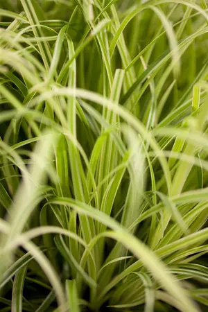 Carex osh. 'Evergold' - P8 - image 1