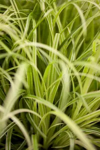 Carex osh. 'Evergold' - P8 - image 5