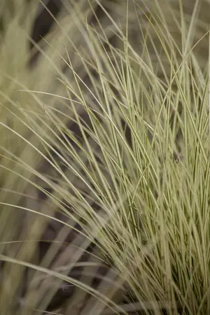 Carex osh. 'Evergold' - P8 - image 2