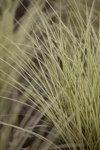 Carex osh. 'Evergold' - P8 - image 2