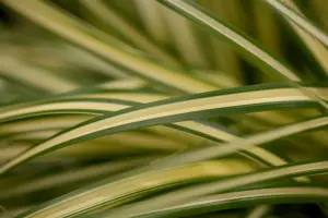 Carex osh. 'Evergold' - 2 Ltr pot - image 3