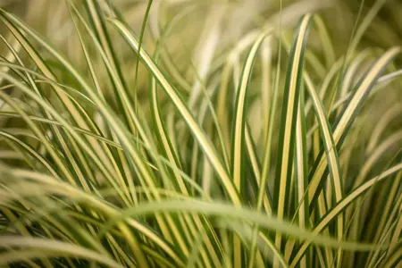Carex osh. 'Evergold' - 2 Ltr pot - image 4
