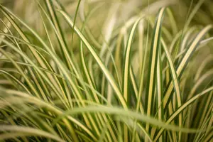 Carex osh. 'Evergold' - 2 Ltr pot - image 4
