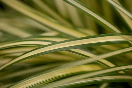 Carex osh. 'Evergold' - 3 Ltr pot - image 3
