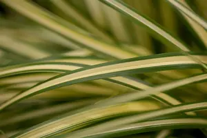 Carex osh. 'Evergold' - 3 Ltr pot - image 3