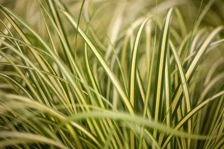 Carex osh. 'Evergold' - 3 Ltr pot - image 4