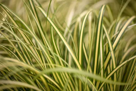 Carex osh. 'Evergold' - P12 - image 4