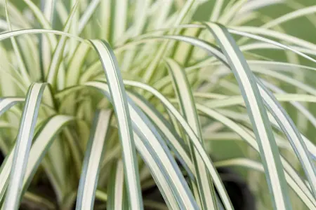 Carex osh. 'Evergold' - P12 - image 5