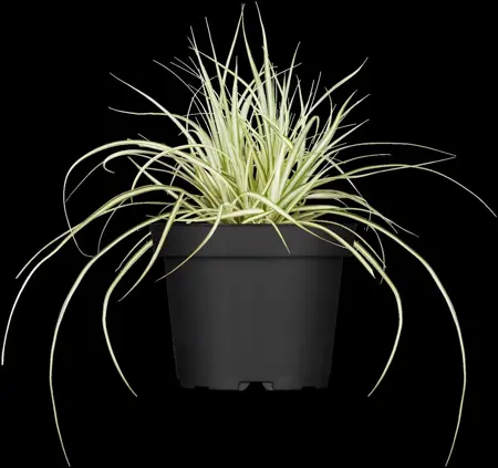 Carex osh. 'Evergold' - 7.5 Ltr pot - image 5