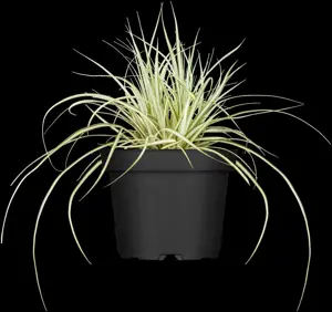 Carex osh. 'Evergold' - 7.5 Ltr pot - image 5