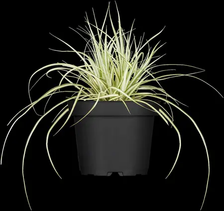 Carex osh. 'Evergold' - P8 - image 5