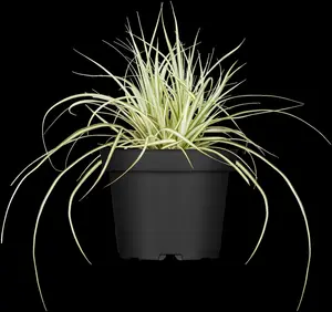 Carex osh. 'Evergold' - P8 - image 5