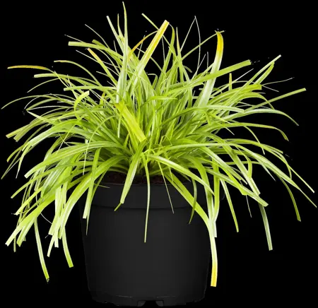 Carex osh. 'Evergreen' - 5 Ltr pot