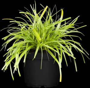 Carex osh. 'Evergreen'