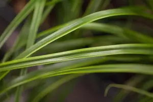 Carex osh. 'Everlime'
