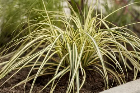 Carex osh. 'Everoro' - C6.5