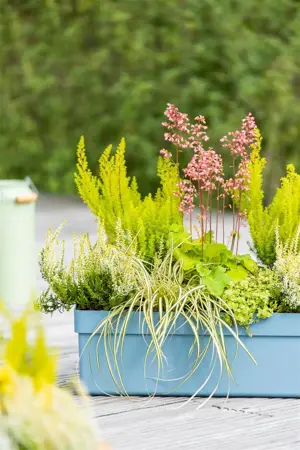 Carex osh. 'Eversheen' - 2 Ltr pot - image 1