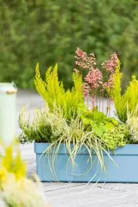 Carex osh. 'Eversheen' - P13 - image 2