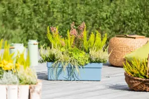 Carex osh. 'Eversheen' - 2 Ltr pot - image 2