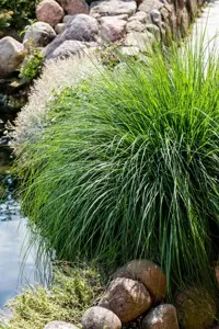 Carex paniculata