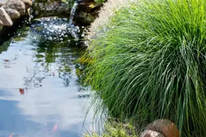 Carex paniculata - P9 - image 2