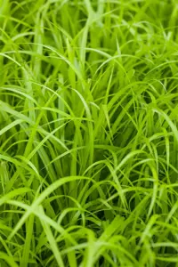 Carex pendula - 5 Ltr pot - image 2