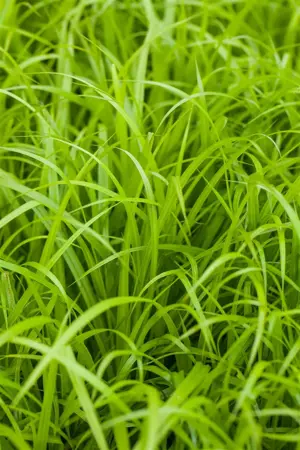 Carex pendula - 17 cm aquatic basket - image 2